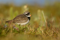 Kulik pisecny - Charadrius hiaticula - Common Ringed Plover 8548